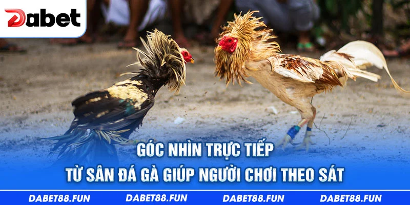 Góc nhìn trực tiếp từ sân đá gà giúp người chơi theo sát