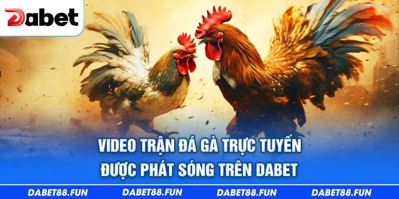 Video trận đá gà trực tuyến được phát sóng trên Dabet